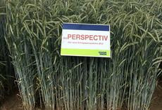 SU Perspectiv