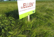 SU Ellen