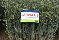 SU Arvalus