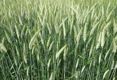 blühende Triticale