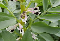 Biene An Ackerbohnenblüte