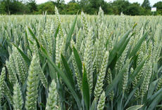 Weizenblüte