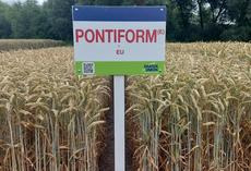 PONTIFORM